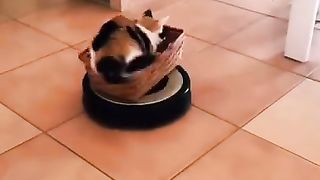 ????????_Drôles_d_animaux_-_Funny_animals_56_#shorts(360p).