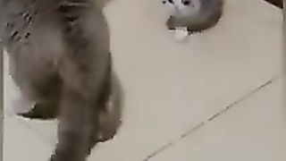 #shorts_#short_#shortvideo_#shortsvideo_#funny_#animals_#cat(240p).