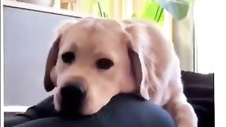 நாய்க்குட்டியின்_பரிதாபங்கள்_#funnyshorts_#shorts_#trending(360p).