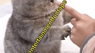 Cat funny Punjabi dubbed