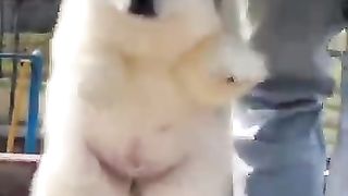 te_dog_baby????and_funny_அலப்பறைகள்????????#funny_#trending_#shorts(360p).
