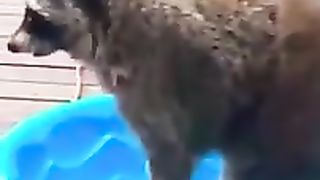 Ce_raton_laveur_fait_sa_toilette_!_#shorts_#funnyanimals_#animals_#animaux(240p).