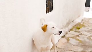 funny_Animals_????_cat_and_dog_????????_#shorts(360p).