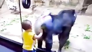 ????????_Drôles_d_animaux_-_Funny_animals_94_#shorts(240p
