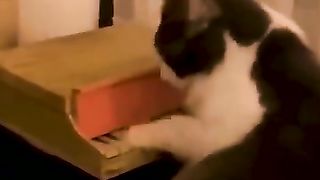 Funny_animal_complications___Part_4_#shorts_#animalshorts(360p).