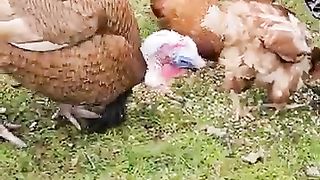 Cute_chicken_#shorts_#viral_#video_#songs_#funny_#animals_#subscribe_#music_#murga(360p).