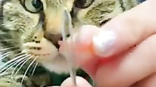 Drôles_d_animaux_-_Funny_animals_-_Animaux_à_mourir_de_rire_46_#shorts(240p).
