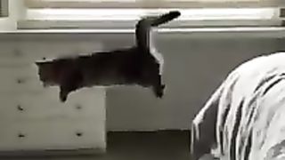 ????????_Drôles_d_animaux_-_Funny_animals_206_#shorts(240p).