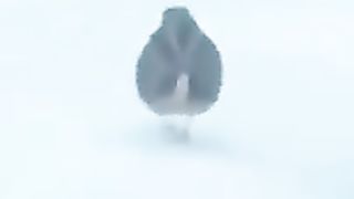 Funny_Animals_#128_#Shorts(240p).