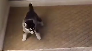 Funny_Animals_fails????_#Shorts (360p).