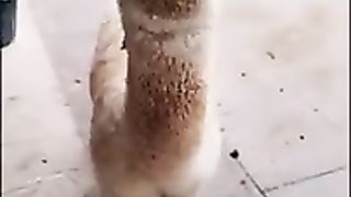 ????????_Drôles_d_animaux_-_Funny_animals_95_#shorts(240p).