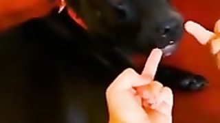 Mignon_et_Funny_Animals_#5_#Shorts_#Animals(240p).