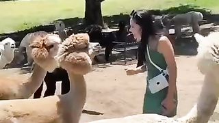 funny_animals_video_try_Not_to_laugh_Eps-5_#shorts(360p).
