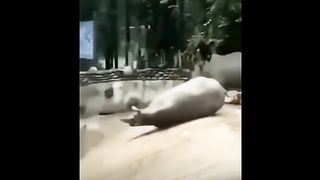 Drôles_d_animaux_-_Funny_animals_-_Animaux_à_mourir_de_rire_3_#shorts(360p).