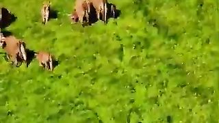 #animaux_????_#2023_#france_#funny_animal_#shorts(360p).