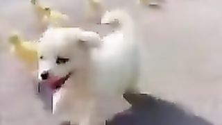 chiens_vidéo___subscribe___funny_animals__#shorts_#tiktok(240p).