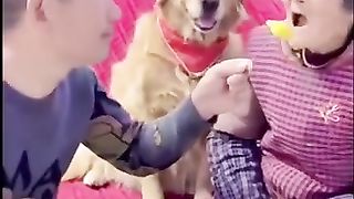 ????????????_#shorts_#funny_#funnydogs_#animals_#funnycats_#funnyanimals(360p).
