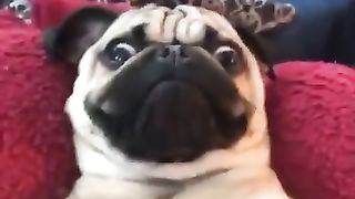 Ces_funny_animals_continue_to_delight_us!_#shorts_#funnyanimals_#animals_#best(360p).