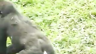 Gorilla_father_plays_with_Baby_gorillas!_Part_2_????????????????_#Funny_video_#shorts_#funnyanimals_#gorilla(360p).