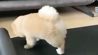 best_funny_animals????_meilleurs_animaux_drôles_#tiktok_#shorts(360p)(1).