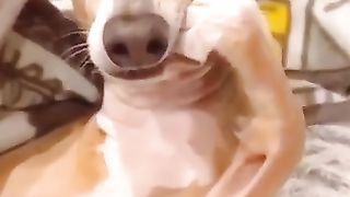 Funny_animals_compilation_OMG????????????_.#shorts_#funny_#animal__@Cat_Cute(360p).