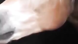 oui,_bonjour,_it_s_me__#shorts__#funnyanimals(360p).