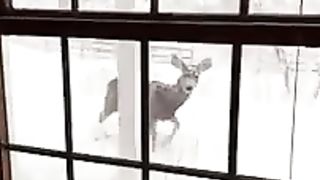 ces_biches_vous_passe_le_bonjour_!_#biche_#animals_#shorts_#funny(240p).