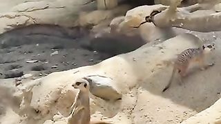 Le_premier_veut_nos_gâteaux_#shortsvideo_#shortvideo_#tiktok_#video_#funny_#animals_#shorts_#short(360p).