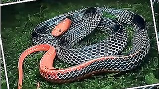 दुनिया⚠️के_सबसे_Beautiful_Snakes????_But_Danger????#shorts#youtubeshorts#viral#funny#animals#india#reels(360p).