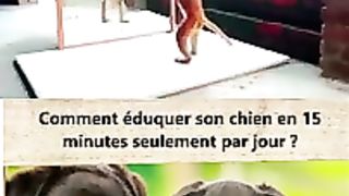????????_Drôles_d_animaux_-_Funny_animals_214_#shorts(240p).