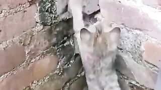 Funny_cats_and_dogs_????????_Funniest_Animals_videos_#shorts_#catsvideos_#funnyvideo_#dogsvideo(360p).