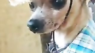 ????????_Drôles_d_animaux_-_Funny_animals_87_#shorts(240p).