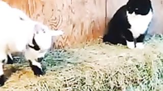Funny_animals_#shorts_#shortvideo#animals_#funnyanimals_#funny_#funnyvideo(240p).