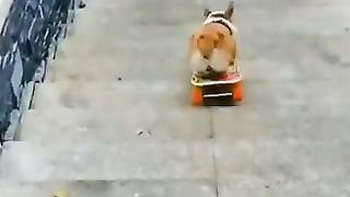 Funny_dog_????????_Cutdog#funnyanimalvideos_#Woh_Funny_Animals#youtubrshorts#shorts#shortvideo(360p).
