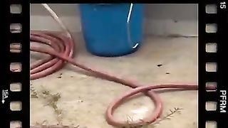 Les plus drôles__Dog_and_Cat_Videos_2023__funny_animals_2023_videos____#shorts_#shortsfeed_#sameerdotone(360p).