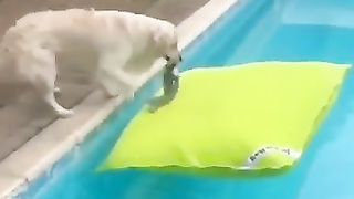 best_funny_animals????_meilleurs_animaux_drôles_#tiktok_#shorts(360p). Télécharger