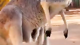 Funny_Animal_Videos_for_Your_Laugh_Break_#funnyshortsvideo,#animal_#animalvideos__#shorts_#viral##(240p).