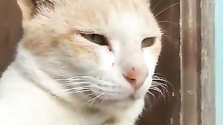 #cats_#funnycats_#funnyanimals_#catshorts_#catshorts_#shorts(360p).