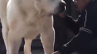 funny_animals_short_#funny_#shorts_#funnyanimals(360p).