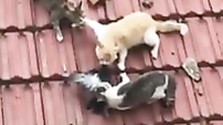 Shorts#top#vidéo_Funny_Cats_????__Funny_Animals_Videos_YouTube_Shorts_#funnyanimals_!????????????(240p).