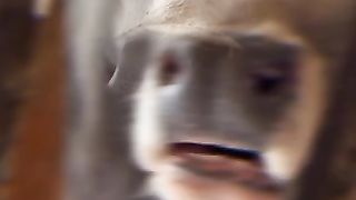 funny_animals_#shorts_#animals_#funny_#youtubeshorts_#like_#subscribe_#viral(360p).