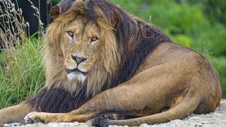 Lion atlas