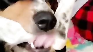 Funny_animals_????????_#shorts_#funny(360p).