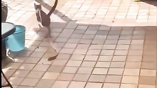 Chats___Dogs_are_ADORABLE_Little_Babys_????_#funny_#animals_#shorts(360p).