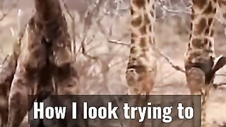 BRUTAL_LEG_DAYS!!_#shorts_#funny_#animals_#gym_#fitness(360p).