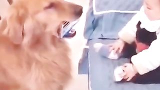 funniest_animals_video_2023_????????_funny_animals_shorts_#shorts_#funnyanimals(360p).