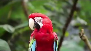 Cute_Animals_Telling_Dad_Jokes_371___#shorts_#animals_#funny_#funnyanimals_#funnyvideo_#jokes(360p).