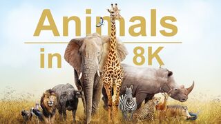 Wild Animals Full HD Video
