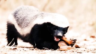 Animal fithting video/wild life/animal lovers/natural and animals/wild animals fithting