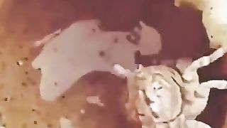 little_engineering_by_????_????????#funny_#animals_#pets_#cute_#sea_#beach_#ytshorts_#shorts(360p).